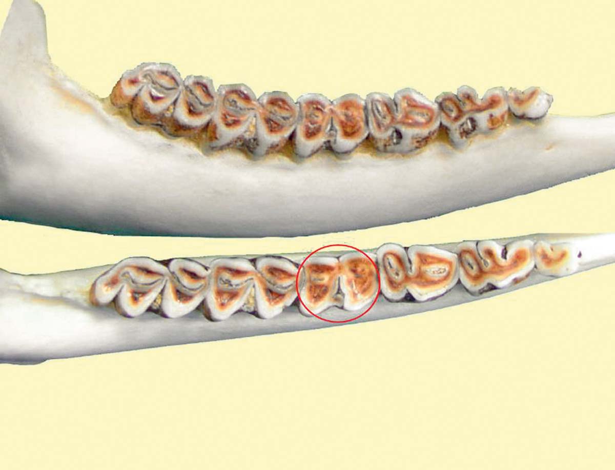 Ilustracja B