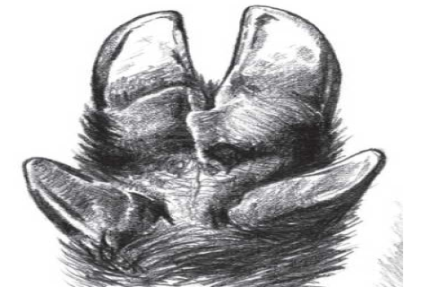 Ilustracja do pytania