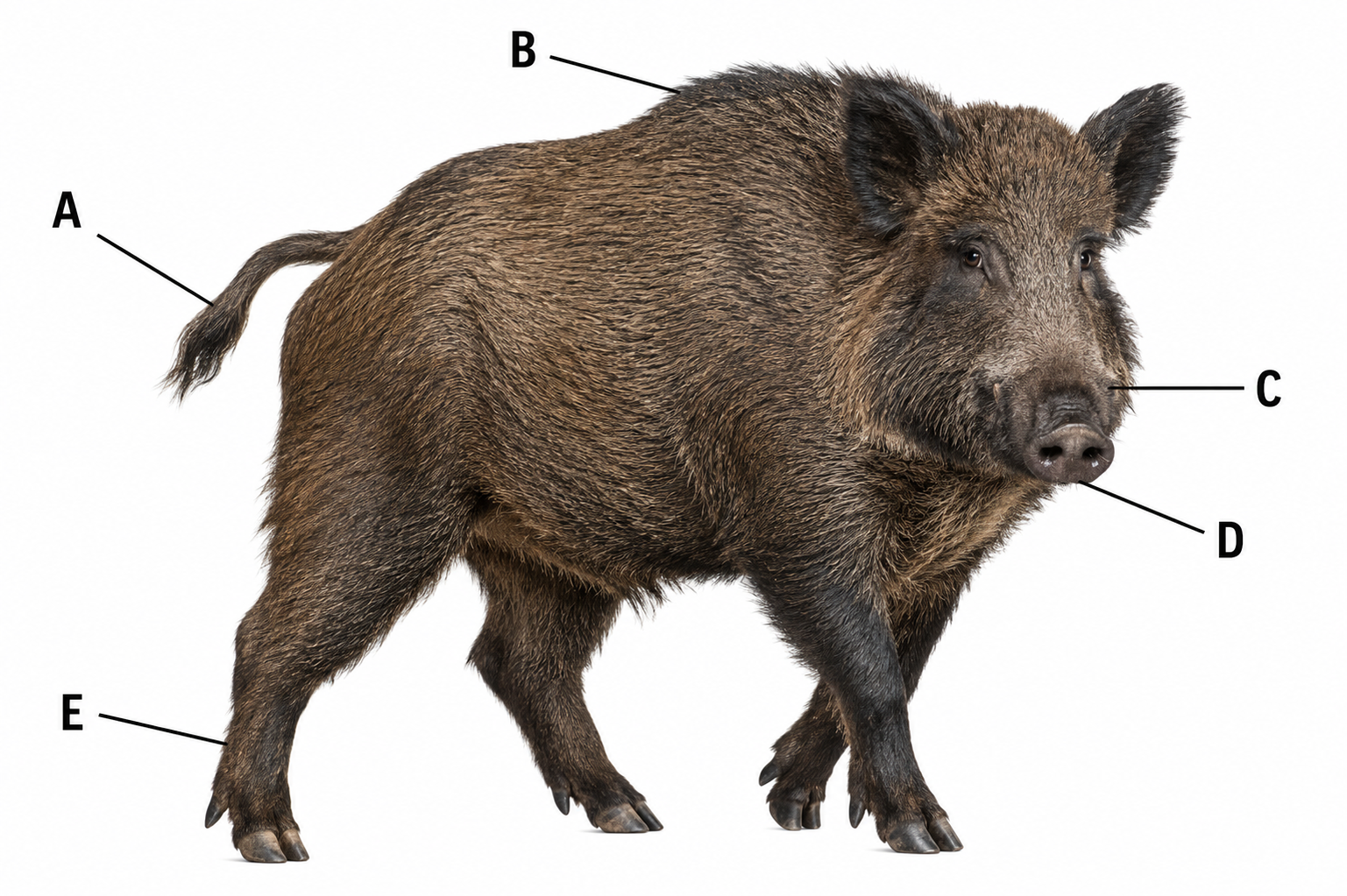 Ilustracja do pytania