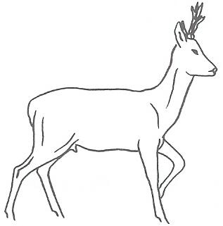 Ilustracja B