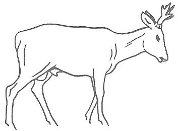 Ilustracja D