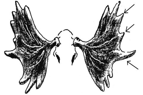 Ilustracja do pytania