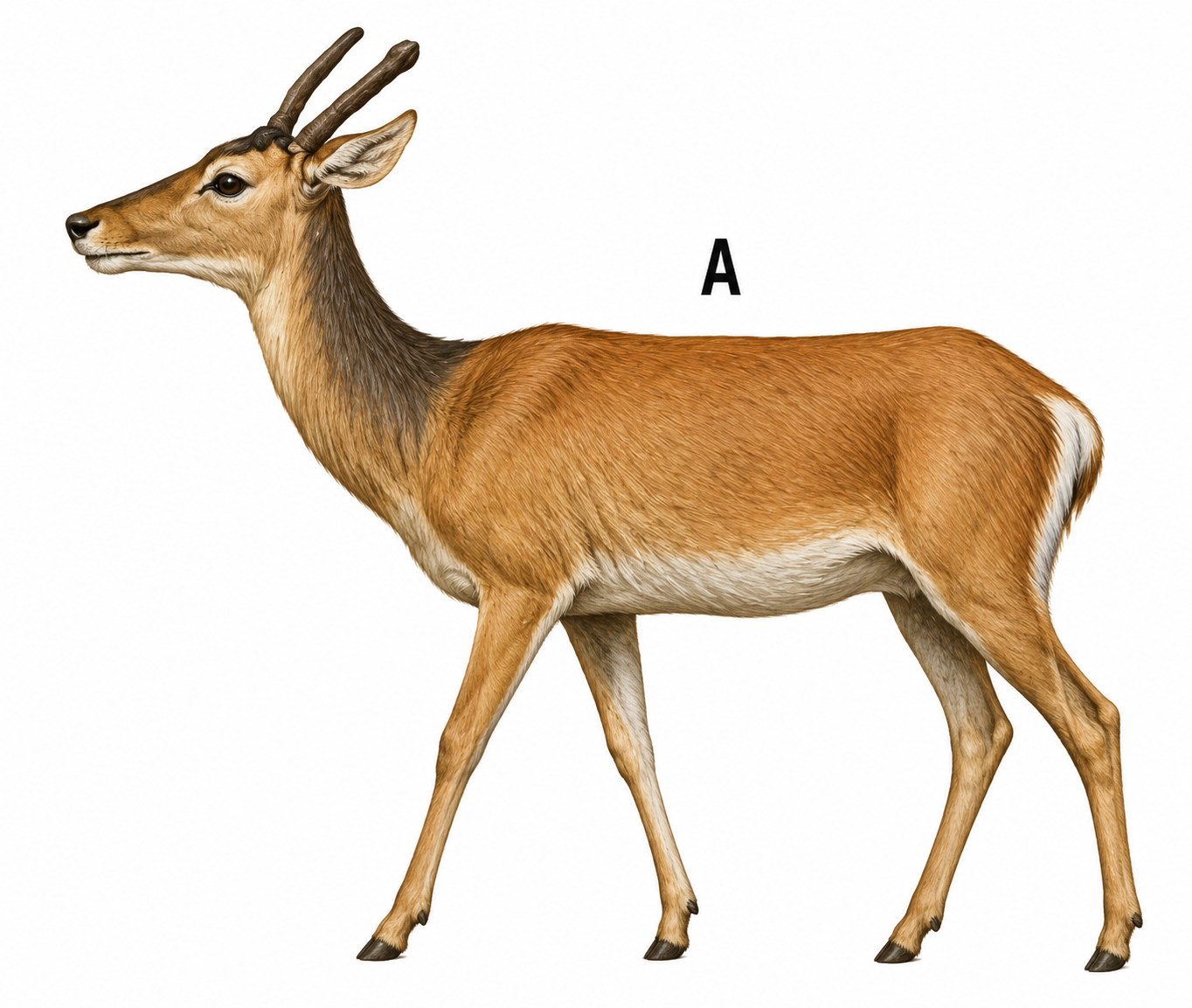 Ilustracja A