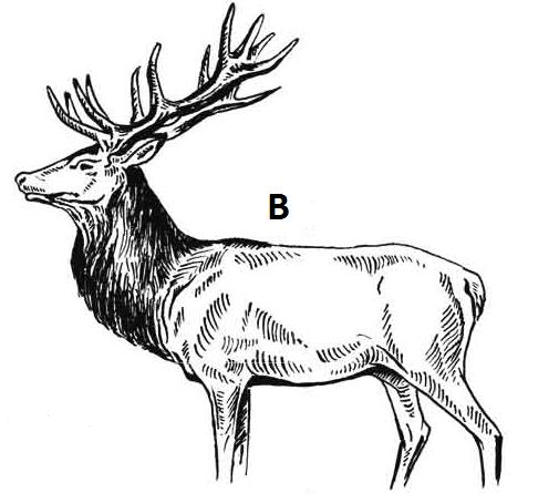 Ilustracja B