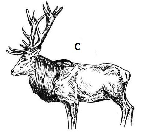 Ilustracja C