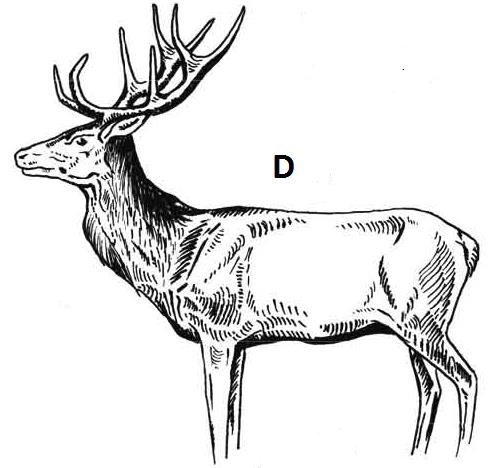 Ilustracja D