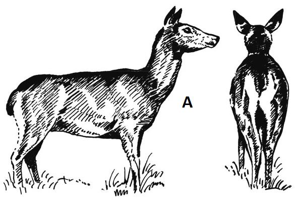 Ilustracja A