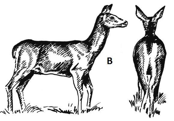 Ilustracja B