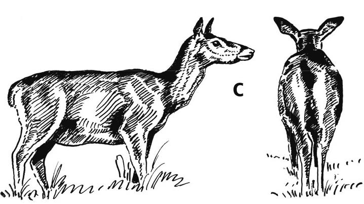 Ilustracja C