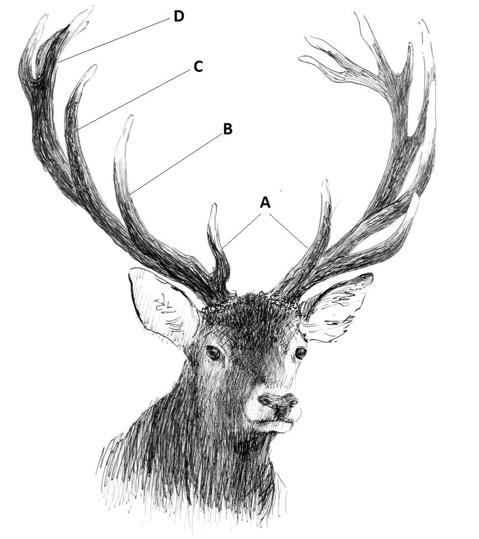 Ilustracja do pytania