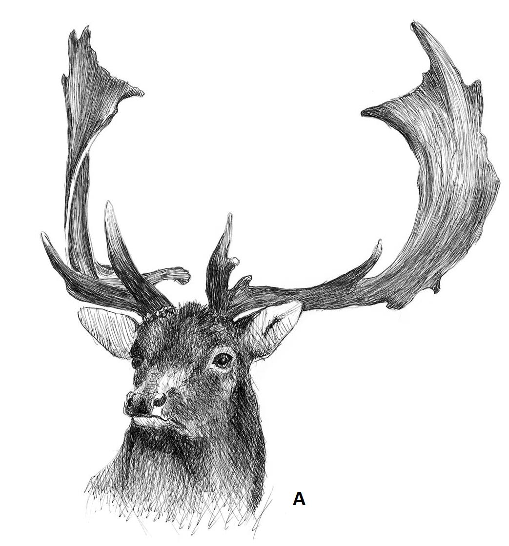 Ilustracja A