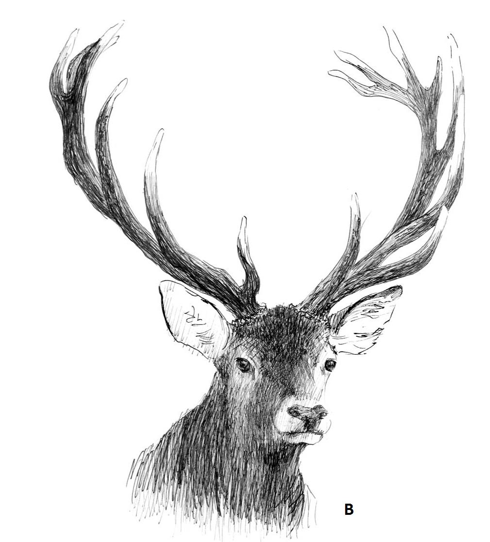 Ilustracja B
