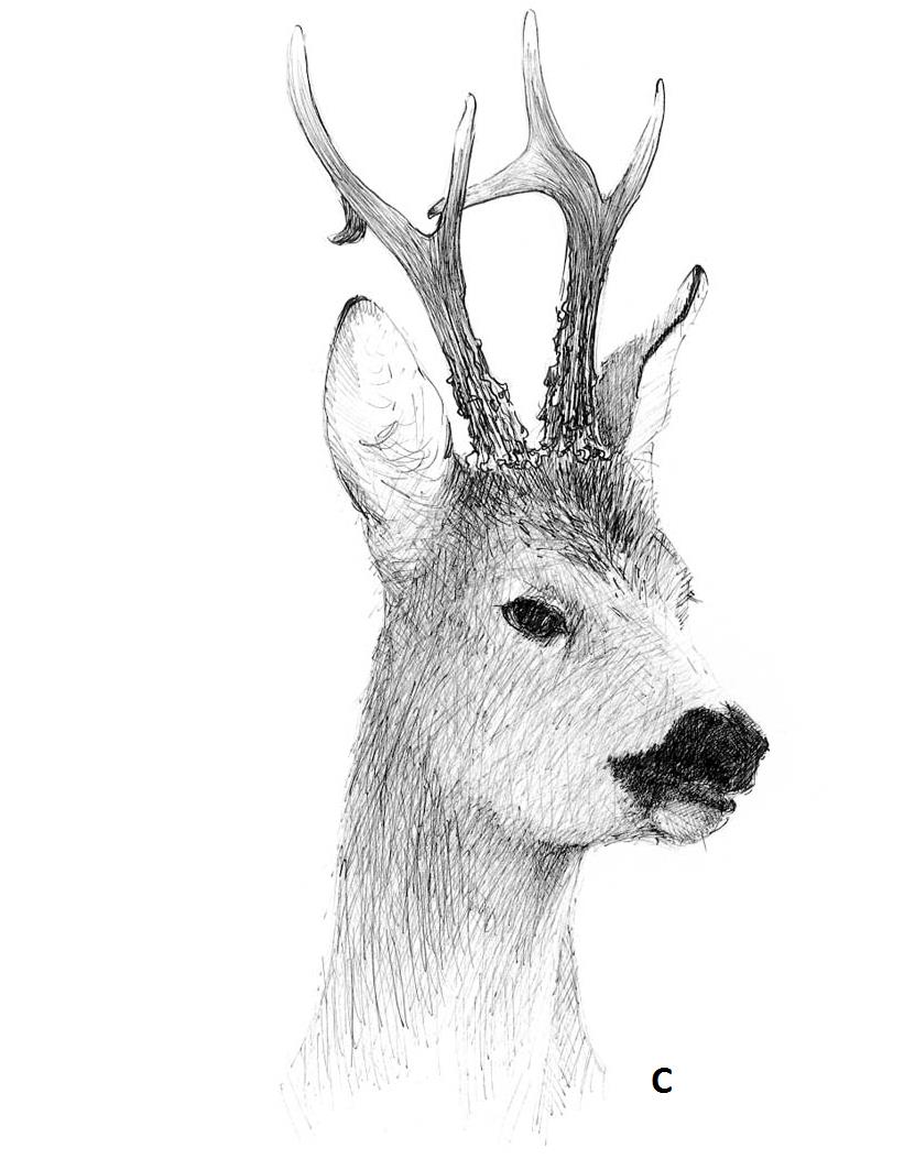 Ilustracja do pytania