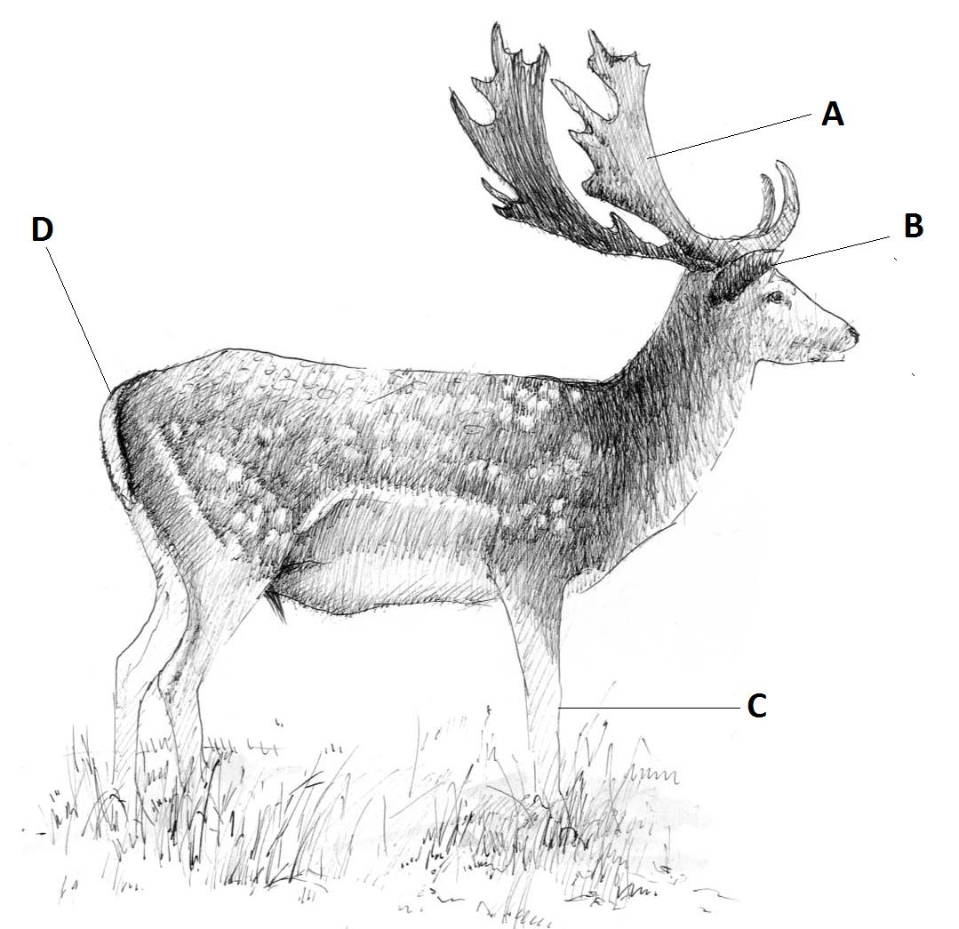 Ilustracja do pytania