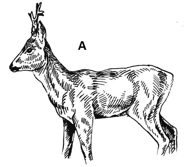 Ilustracja A