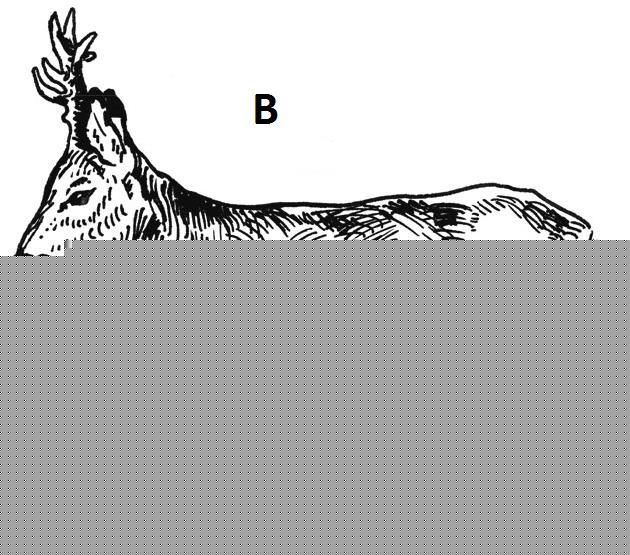 Ilustracja B