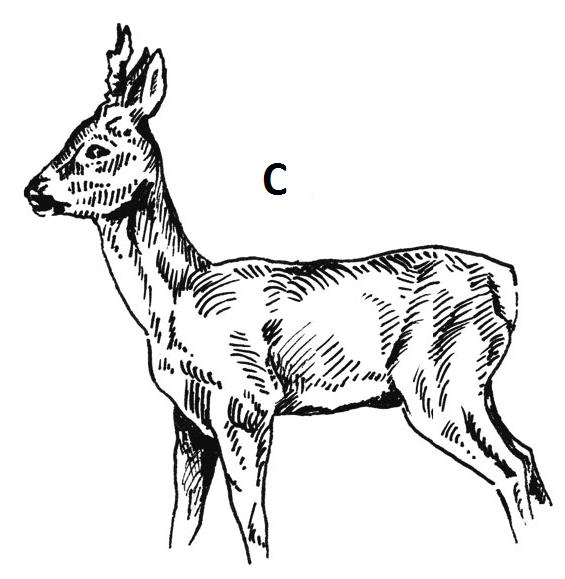 Ilustracja C