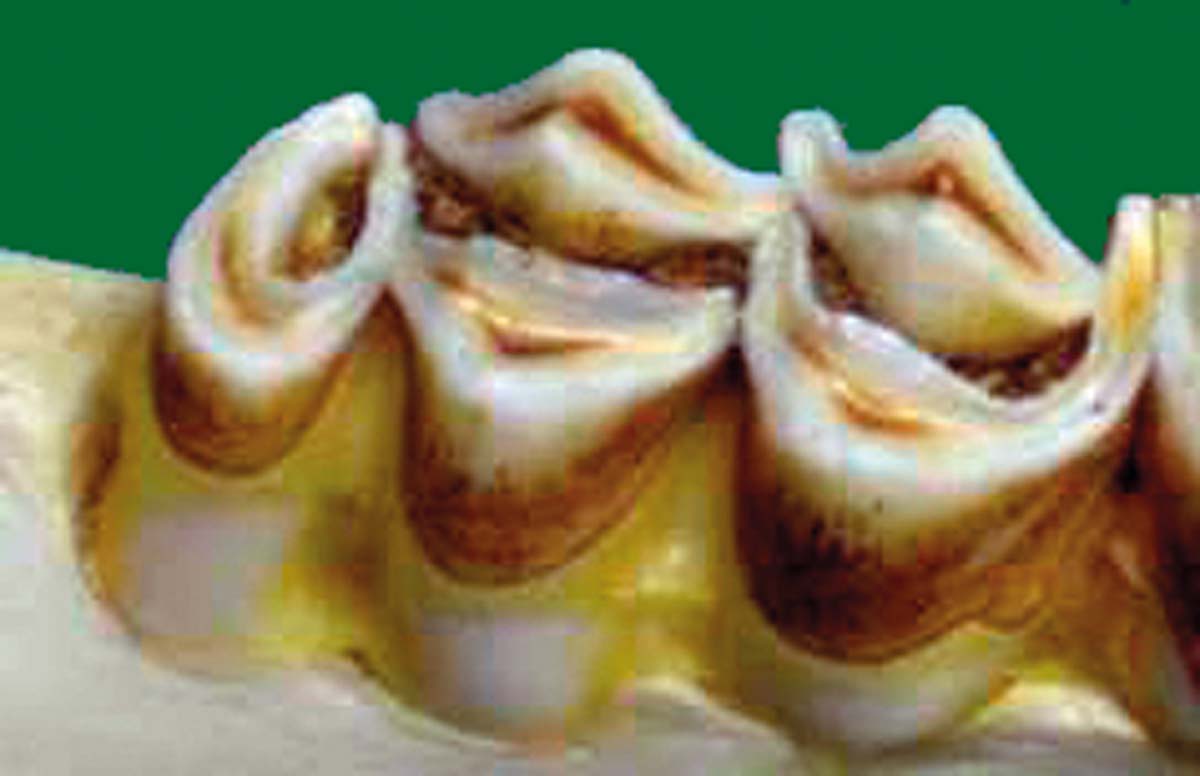 Ilustracja B