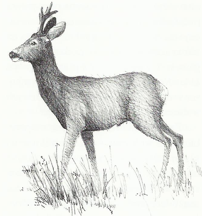 Ilustracja do pytania