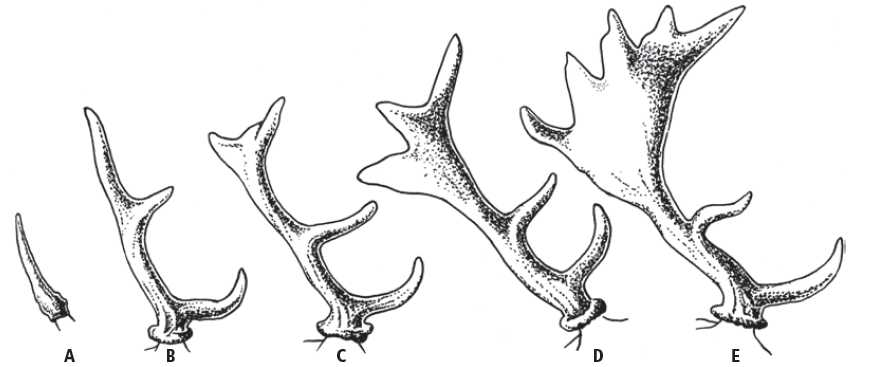 Ilustracja do pytania