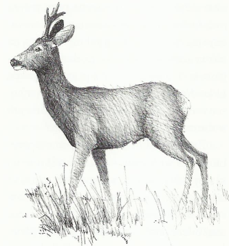 Ilustracja A